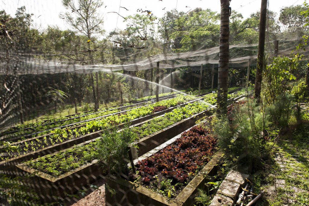 Horta Comunitária CCV