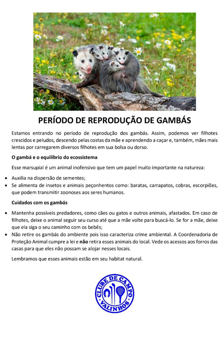 Acasalamento de Gambás